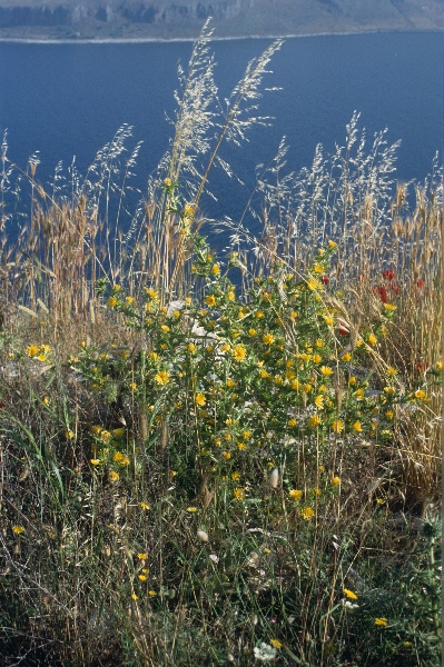 1991. Griechenland. Pflanzen am Wegesrand. Gräser und Kräuter in Blüte.
1991. Griechenland. Pflanzen am Wegesrand. Gräser und Kräuter in Blüte. Hinten: Meer
Schlüsselwörter: 1991;Griechenland;Kräuter;Gräser;Meer;Pflanzen;Flora