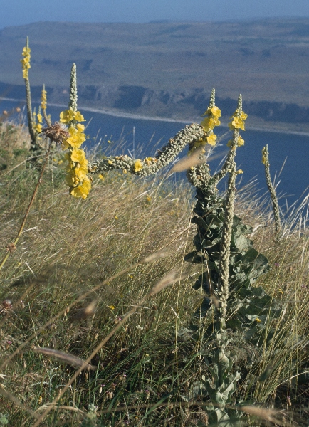 1991. Griechenland. Flora / Pflanzen am Meer. Gelbe Blüten.
1991. Griechenland. Flora / Pflanzen am Meer. Gelbe Blüten.
Schlüsselwörter: 1991;Griechenland;Pflanzen;Meer;Küste;Flora;Blüten