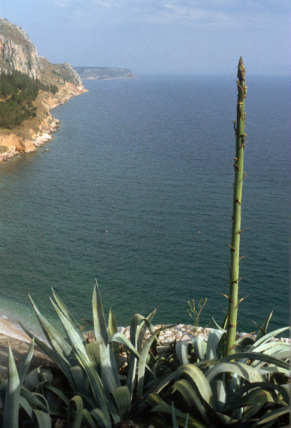 1991. Griechenland. Meer. Küste. Flroa / Pflanzen. Agave
1991. Griechenland. Meer. Küste. Flroa / Pflanzen. Agave
Schlüsselwörter: 1991;Griechenland;Agave;Pflanzen;Küste;Meer;Flora