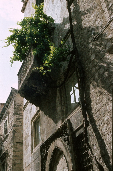 Mai 1983. Kroatien. Dalmatien. ehemaliges Jugoslawien.
Mai 1983. Kroatien. Dalmatien. ehemaliges Jugoslawien. Adria. Rotel Reise / Bus - Schiff- Hotel:  Split, Dubrovnik, Korcula (Insel) - Hvar (Insel)
Fotos: Helga Müller
Schlüsselwörter: Jugoslawien;Kroatien;Dalmatien;1983;Adria