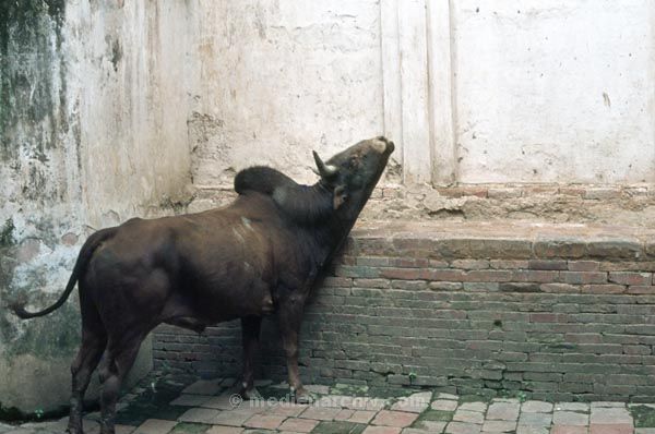 vermutlich 1974. Indien
vermutlich 1974. Indien
Schlüsselwörter: 1974;Indien