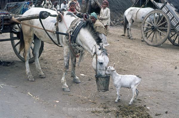 vermutlich 1974. Indien
vermutlich 1974. Indien
Schlüsselwörter: 1974;Indien