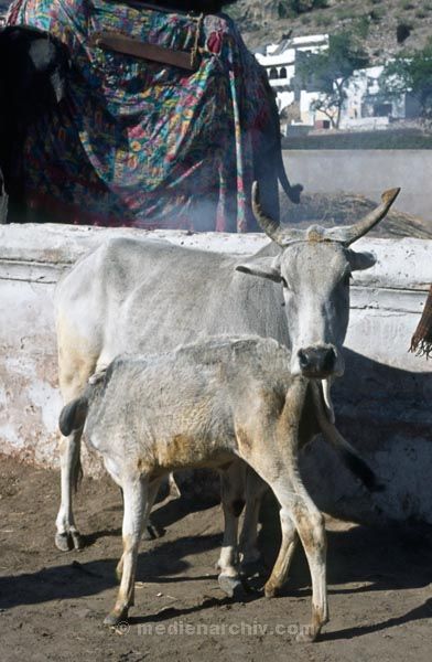 vermutlich 1974. Indien
vermutlich 1974. Indien
Schlüsselwörter: 1974;Indien