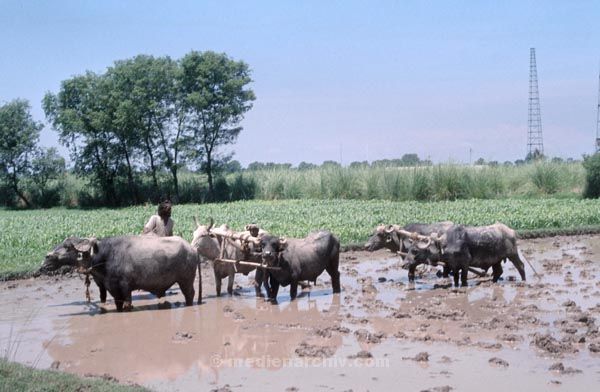 vermutlich 1974. Indien. Punjab. Panjabi. Amritsar
vermutlich 1974. Indien. Punjab. Panjabi. Amritsar früher Ramdaspur. Landwirtschaft. Bauer mit Wasserbüffeln.
Schlüsselwörter: 1974;Amritsar;Bauer;Indien;Landwirtschaft;Panjabi;Punjab;Wasserbüffel