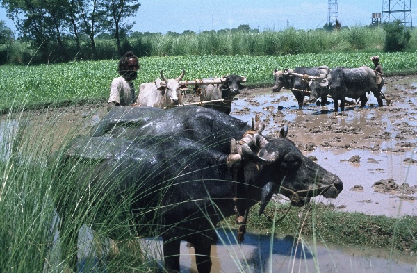 vermutlich 1974. Indien. Punjab. Panjabi. Amritsar
vermutlich 1974. Indien. Punjab. Panjabi. Amritsar früher Ramdaspur. Landwirtschaft. Bauer mit Wasserbüffeln.
Schlüsselwörter: 1974;Amritsar;Bauer;Indien;Landwirtschaft;Panjabi;Punjab;Wasserbüffel