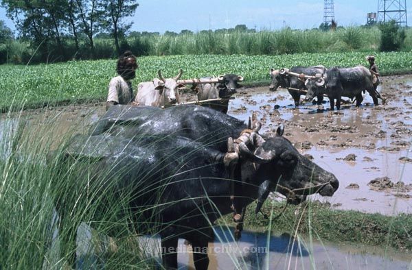 vermutlich 1974. Indien. Punjab. Panjabi. Amritsar
vermutlich 1974. Indien. Punjab. Panjabi. Amritsar früher Ramdaspur. Landwirtschaft. Bauer mit Wasserbüffeln.
Schlüsselwörter: 1974;Amritsar;Bauer;Indien;Landwirtschaft;Panjabi;Punjab;Wasserbüffel
