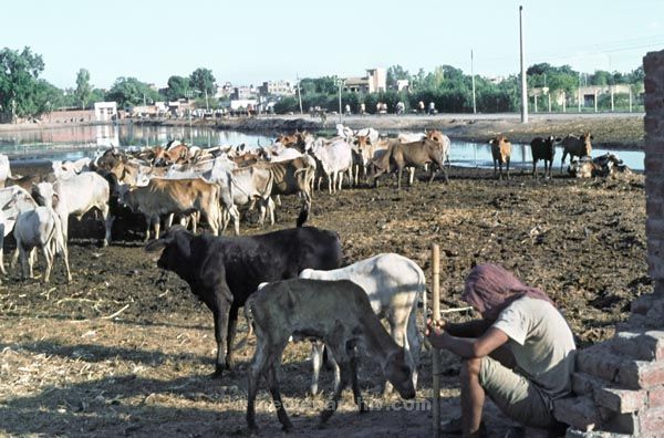 vermutlich 1974. Indien. Punjab. Panjabi. Amritsar. Kühe
vermutlich 1974. Indien. Punjab. Panjabi. Amritsar früher Ramdaspur. Viehherde. Kuh. Kühe.
Schlüsselwörter: 1974;Amritsar;Indien;Kuh;Kühe;Panjabi;Punjab;Viehherde