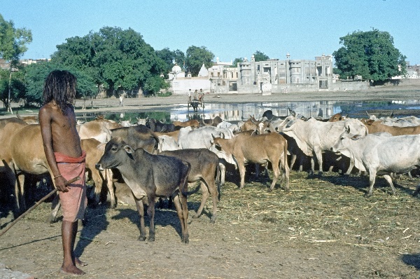 vermutlich 1974. Indien. Punjab. Panjabi. Amritsar. Kühe
vermutlich 1974. Indien. Punjab. Panjabi. Amritsar früher Ramdaspur. Viehherde. Kuh. Kühe.
Schlüsselwörter: 1974;Amritsar;Indien;Kuh;Kühe;Panjabi;Punjab;Viehherde