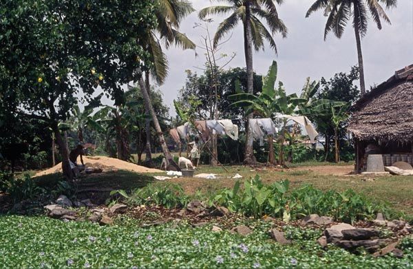 vermutlich 1974. Indien. Kerala. Backwaters.
vermutlich 1974. Indien. Kerala. Backwaters. Verzeigtes Wasserstraßennetz im Hinterland der Malabarküste.
Schlüsselwörter: 1974;Backwaters;Indien;Kerala