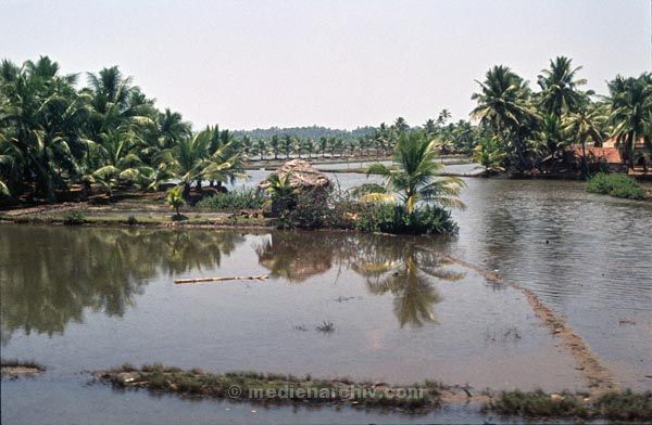 vermutlich 1974. Indien. Kerala. Backwaters.
vermutlich 1974. Indien. Kerala. Backwaters. Verzeigtes Wasserstraßennetz im Hinterland der Malabarküste.
Schlüsselwörter: 1974;Backwaters;Indien;Kerala
