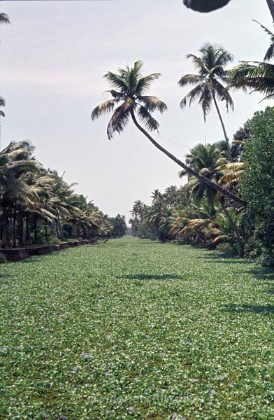vermutlich 1974. Indien. Kerala. Backwaters.
vermutlich 1974. Indien. Kerala. Backwaters. Verzeigtes Wasserstraßennetz im Hinterland der Malabarküste.
Schlüsselwörter: 1974;Backwaters;Indien;Kerala