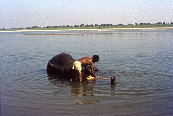 1974. Indien. Uttar Pradesh. Varanasi. Benares. Am Fluss Ganges. Ein Elefant wird gewaschen
1974. Indien. Uttar Pradesh. Varanasi. Benares. Am Fluss Ganges. Ein Elefant wird gewaschen.
Schlüsselwörter: 1974;Benares;Ganges;Ghats;Indien;Uttar Pradesh;Varanasi;Elefant