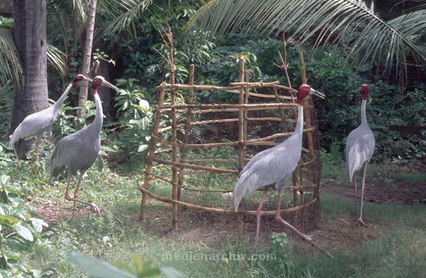 vermutlich 1974. Indien. Westbengalen. Kalkutta. Calcutta. Kolkata
vermutlich 1974. Indien. Westbengalen. Kalkutta. Calcutta. Kolkata
Schlüsselwörter: 1974;Calcutta;Indien;Kalkutta;Kolkata;Westbengalen