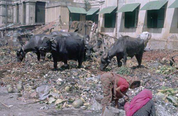 vermutlich 1974. Indien. Westbengalen. Kalkutta. Calcutta. Kolkata
vermutlich 1974. Indien. Westbengalen. Kalkutta. Calcutta. Kolkata
Schlüsselwörter: 1974;Calcutta;Indien;Kalkutta;Kolkata;Westbengalen