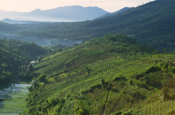 1980. Asien. Fernost. Indonesien. Landwirtschaft. Feldbewirtschaftung.
1980. Asien. Fernost. Indonesien. Landwirtschaft. Feldbewirtschaftung.
Schlüsselwörter: 1980;Indonesien;Asien;Fernost;Landwirtschaft;Feldbewirtschaftung
