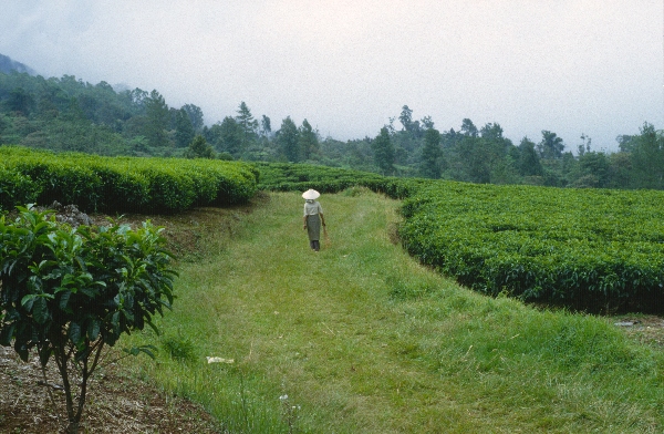 1980. Asien. Fernost. Indonesien. Landwirtschaft. Feldbewirtschaftung.
1980. Asien. Fernost. Indonesien. Landwirtschaft. Feldbewirtschaftung.
Schlüsselwörter: 1980;Indonesien;Asien;Fernost;Landwirtschaft;Feldbewirtschaftung