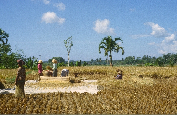 1980. Asien. Fernost. Indonesien. Landwirtschaft. Feldbewirtschaftung.
1980. Asien. Fernost. Indonesien. Landwirtschaft. Feldbewirtschaftung. Frauen bei der Ernte. Bäuerinnen.
Schlüsselwörter: 1980;Indonesien;Asien;Fernost;Landwirtschaft;Feldbewirtschaftung;Frauen;Ernte;Bäuerinnen