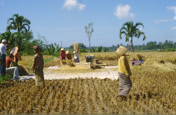 1980. Asien. Fernost. Indonesien. Landwirtschaft. Feldbewirtschaftung.
1980. Asien. Fernost. Indonesien. Landwirtschaft. Feldbewirtschaftung. Frauen bei der Ernte. Bäuerinnen.
Schlüsselwörter: 1980;Indonesien;Asien;Fernost;Landwirtschaft;Feldbewirtschaftung;Frauen;Ernte;Bäuerinnen