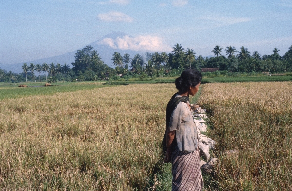 1980. Asien. Fernost. Indonesien. Landwirtschaft. Feldbewirtschaftung.
1980. Asien. Fernost. Indonesien. Landwirtschaft. Feldbewirtschaftung.
Schlüsselwörter: 1980;Indonesien;Asien;Fernost;Landwirtschaft;Feldbewirtschaftung