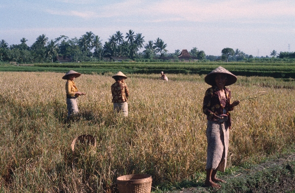 1980. Asien. Fernost. Indonesien. Landwirtschaft. Feldbewirtschaftung.
1980. Asien. Fernost. Indonesien. Landwirtschaft. Feldbewirtschaftung.
Schlüsselwörter: 1980;Indonesien;Asien;Fernost;Landwirtschaft;Feldbewirtschaftung