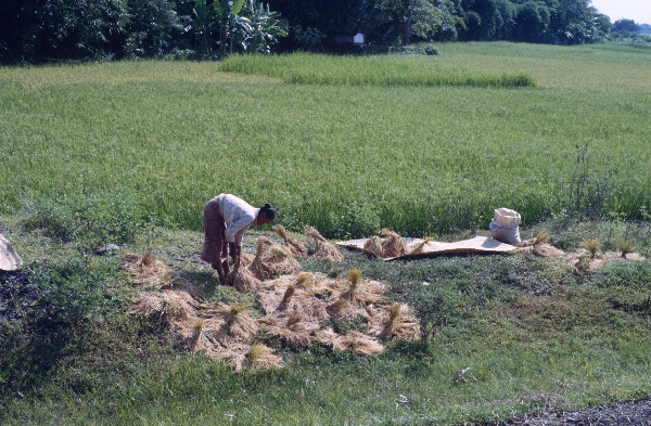 1980. Asien. Fernost. Indonesien. Landwirtschaft. Feldbewirtschaftung.
1980. Asien. Fernost. Indonesien. Landwirtschaft. Feldbewirtschaftung.
Schlüsselwörter: 1980;Indonesien;Asien;Fernost;Landwirtschaft;Feldbewirtschaftung