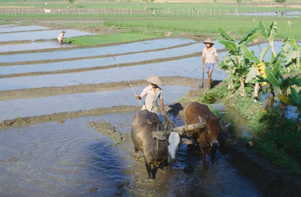 1980. Asien. Fernost. Indonesien. Landwirtschaft. Feldbewirtschaftung.
1980. Asien. Fernost. Indonesien. Landwirtschaft. Feldbewirtschaftung. Reisanbau in terrassenförmigen gefluteten Feldern. Ein Bauer mit einem Wasserbüffelgespann.
Schlüsselwörter: 1980;Indonesien;Asien;Fernost;Landwirtschaft;Feldbewirtschaftung;Reisanbau;Wasserbüffel;Bauern