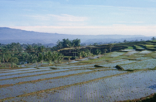 1980. Asien. Fernost. Indonesien. Landwirtschaft. Feldbewirtschaftung.
1980. Asien. Fernost. Indonesien. Landwirtschaft. Feldbewirtschaftung. Reisanbau in terrassenförmigen gefluteten Feldern.
Schlüsselwörter: 1980;Indonesien;Asien;Fernost;Landwirtschaft;Feldbewirtschaftung;Reisanbau