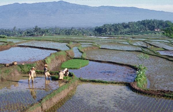 1980. Asien. Fernost. Indonesien. Landwirtschaft. Feldbewirtschaftung.
1980. Asien. Fernost. Indonesien. Landwirtschaft. Feldbewirtschaftung. Reisanbau in terrassenförmigen gefluteten Feldern.
Schlüsselwörter: 1980;Indonesien;Asien;Fernost;Landwirtschaft;Feldbewirtschaftung;Reisanbau