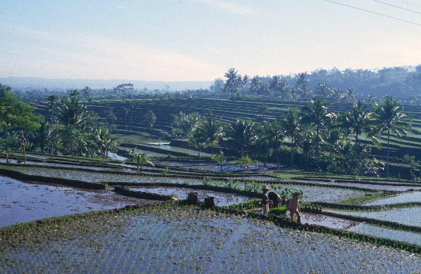 1980. Asien. Fernost. Indonesien. Landwirtschaft. Feldbewirtschaftung.
1980. Asien. Fernost. Indonesien. Landwirtschaft. Feldbewirtschaftung. Reisanbau in terrassenförmigen gefluteten Feldern.
Schlüsselwörter: 1980;Indonesien;Asien;Fernost;Landwirtschaft;Feldbewirtschaftung;Reisanbau