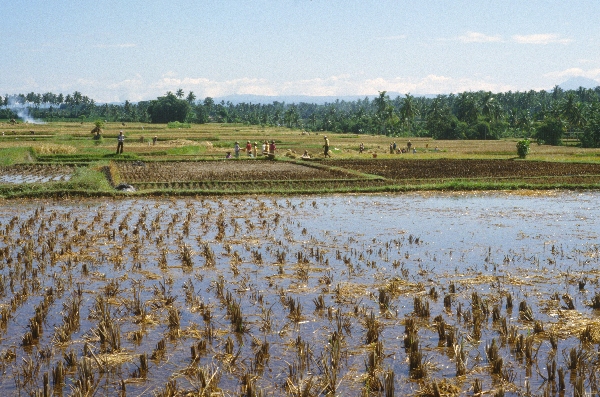 1980. Asien. Fernost. Indonesien. Landwirtschaft. Feldbewirtschaftung.
1980. Asien. Fernost. Indonesien. Landwirtschaft. Feldbewirtschaftung. Reisanbau in terrassenförmigen gefluteten Feldern.
Schlüsselwörter: 1980;Indonesien;Asien;Fernost;Landwirtschaft;Feldbewirtschaftung;Reisanbau