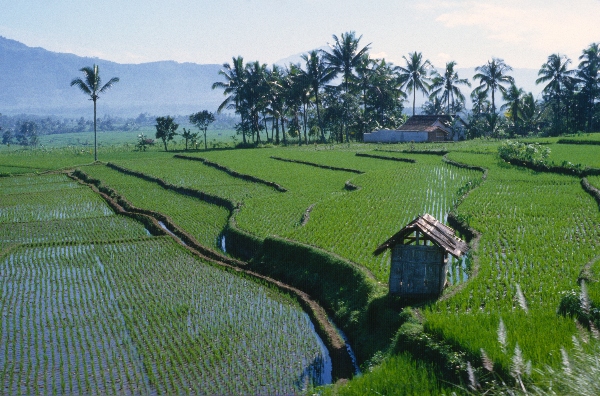1980. Asien. Fernost. Indonesien. Landwirtschaft. Feldbewirtschaftung.
1980. Asien. Fernost. Indonesien. Landwirtschaft. Feldbewirtschaftung. Reisanbau in terrassenförmigen gefluteten Feldern.
Schlüsselwörter: 1980;Indonesien;Asien;Fernost;Landwirtschaft;Feldbewirtschaftung;Reisanbau