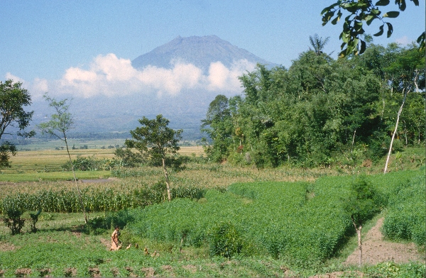 1980. Asien. Fernost. Indonesien.
1980. Asien. Fernost. Indonesien.
Schlüsselwörter: 1980;Indonesien;Asien;Fernost