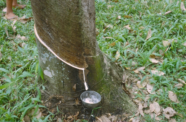 1980. Asien. Fernost. Indonesien. Latexplantage
1980. Asien. Fernost. Indonesien. Latexplantage. Aus einem Latexbaum rinnt der Saft in eine Schale. Gummi
Schlüsselwörter: 1980;Indonesien;Asien;Fernost;Latexplantage;Gummi