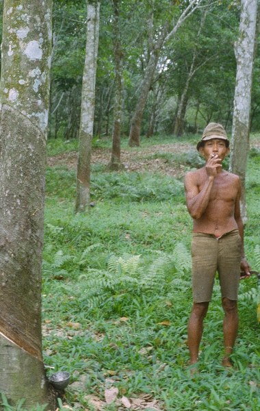 1980. Asien. Fernost. Indonesien. Latexplantage
1980. Asien. Fernost. Indonesien. Ein Mann raucht in einer Latexplantage
Schlüsselwörter: 1980;Indonesien;Asien;Fernost;Latexplantage