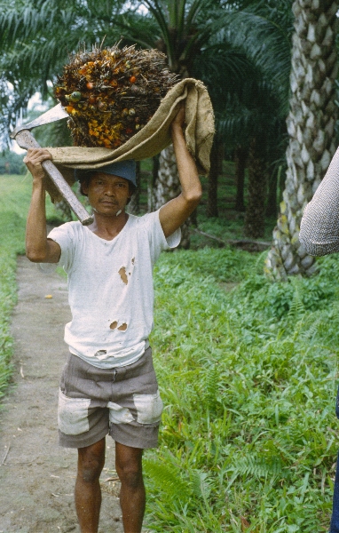 1980. Asien. Fernost. Indonesien. Palmen. Dattelanbau. Landwirtschaft
1980. Asien. Fernost. Indonesien. Palmen. Dattelanbau. Landwirtschaft
Schlüsselwörter: 1980;Indonesien;Asien;Fernost;Dattelpalmen;Landwirtschaft