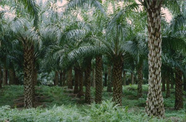 1980. Asien. Fernost. Indonesien. Palmen. Dattelanbau. Landwirtschaft
1980. Asien. Fernost. Indonesien. Palmen. Dattelanbau. Landwirtschaft
Schlüsselwörter: 1980;Indonesien;Asien;Fernost;Dattelpalmen;Landwirtschaft