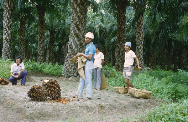 1980. Asien. Fernost. Indonesien. Palmen. Dattelanbau. Landwirtschaft
1980. Asien. Fernost. Indonesien. Palmen. Dattelanbau. Landwirtschaft
Schlüsselwörter: 1980;Indonesien;Asien;Fernost;Dattelpalmen;Landwirtschaft