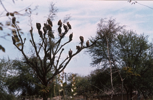 1982. Asien Indien
1982. Asien. Bharat Ganarajya (Hindi), Republic of India, Republik Indien. 
 
Reise durch Indien und Nepal. Foto: Helga Müller
Schlüsselwörter: Asien;Indien;India;Asia