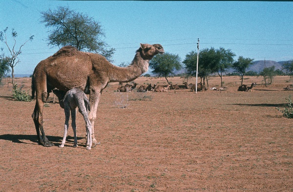 1982. Asien Indien
1982. Asien. Bharat Ganarajya (Hindi), Republic of India, Republik Indien. 
 
Reise durch Indien und Nepal. Foto: Helga Müller
Schlüsselwörter: Asien;Indien;India;Asia