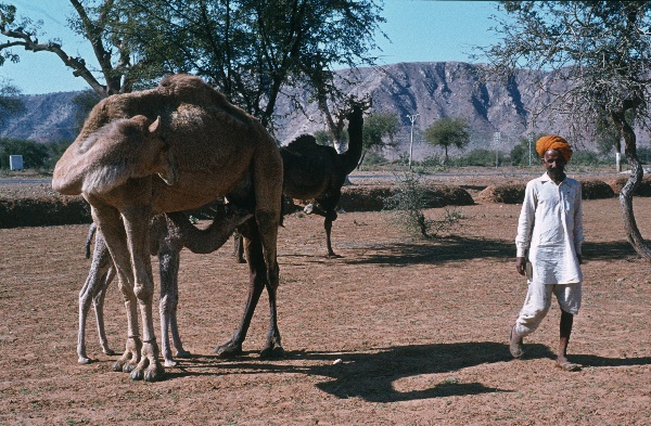 1982. Asien Indien
1982. Asien. Bharat Ganarajya (Hindi), Republic of India, Republik Indien. 
 
Reise durch Indien und Nepal. Foto: Helga Müller
Schlüsselwörter: Asien;Indien;India;Asia