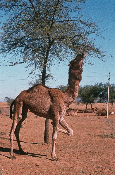 1982. Asien Indien
1982. Asien. Bharat Ganarajya (Hindi), Republic of India, Republik Indien. 
 
Reise durch Indien und Nepal. Foto: Helga Müller
Schlüsselwörter: Asien;Indien;India;Asia