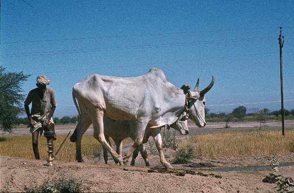 1982. Asien Indien
1982. Asien. Bharat Ganarajya (Hindi), Republic of India, Republik Indien. 
 
Reise durch Indien und Nepal. Foto: Helga Müller
Schlüsselwörter: Asien;Indien;India;Asia