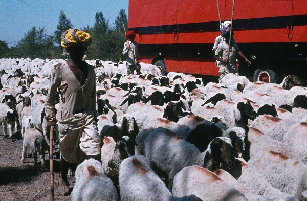 1982. Asien Indien
1982. Asien. Bharat Ganarajya (Hindi), Republic of India, Republik Indien. 
 
Reise durch Indien und Nepal. Foto: Helga Müller
Schlüsselwörter: Asien;Indien;India;Asia