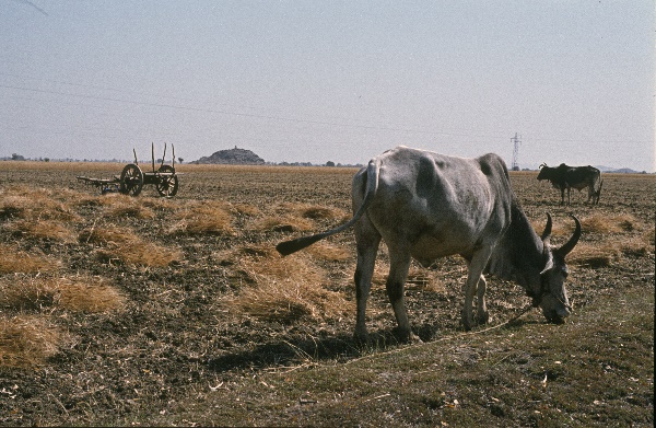 1982. Asien Indien
1982. Asien. Bharat Ganarajya (Hindi), Republic of India, Republik Indien. 
 
Reise durch Indien und Nepal. Foto: Helga Müller
Schlüsselwörter: 1982;Asia;Asien;India;Indien