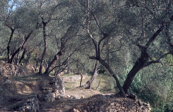1964. Italien. Ligurien. Imperia.
1964. Italien. Ligurien. Imperia.
Schlüsselwörter: 1964;Italien;Imperia;Ligurien