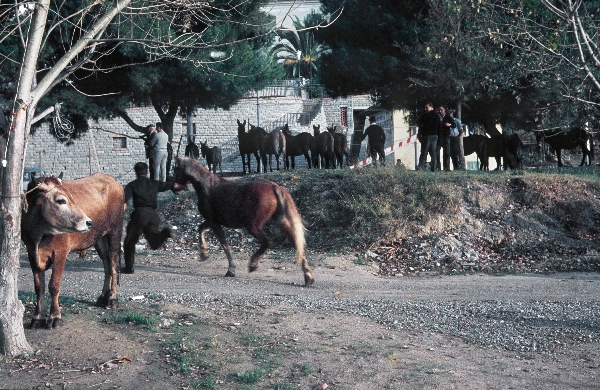 1964. Italien. Ligurien. Imperia.
1964. Italien. Ligurien. Imperia.
Schlüsselwörter: 1964;Italien;Imperia;Ligurien