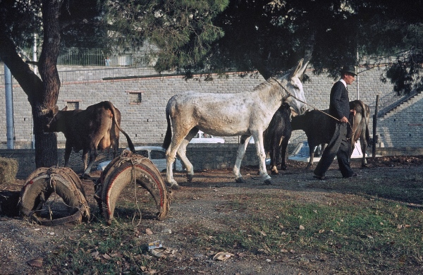 1964. Italien. Ligurien. Imperia.
1964. Italien. Ligurien. Imperia.
Schlüsselwörter: 1964;Italien;Imperia;Ligurien