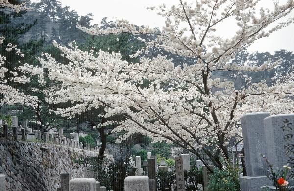 1958. Asien. Fernost. Japan. Friedhof. Kirschblüte.
1958. Asien. Fernost. Japan. Friedhof. Kirschblüte.
Schlüsselwörter: 1958;Asien;Fernost;Friedhof;Japan;Kirschblüte