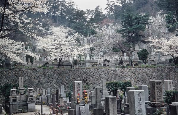 1958. Asien. Fernost. Japan. Friedhof. Kirschblüte.
1958. Asien. Fernost. Japan. Friedhof. Kirschblüte.
Schlüsselwörter: 1958;Asien;Fernost;Friedhof;Japan;Kirschblüte