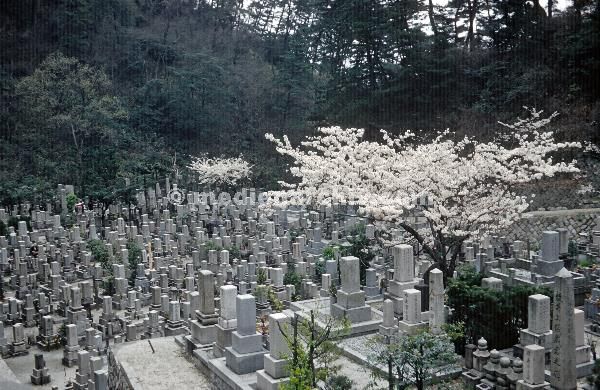 1958. Asien. Fernost. Japan. Friedhof. Kirschblüte.
1958. Asien. Fernost. Japan. Friedhof. Kirschblüte.
Schlüsselwörter: 1958;Asien;Fernost;Friedhof;Japan;Kirschblüte